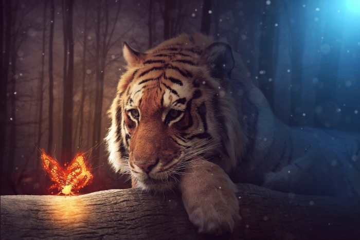 animals tiger butterfly nature animal themes one 2k 4k 5k