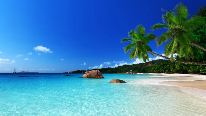 beach coast ocean palm paradise sea summer tropical 2k 4k 5k
