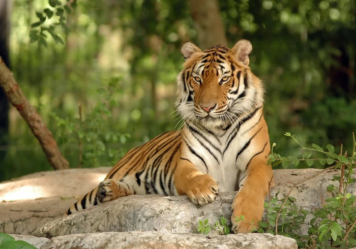Bengal tiger animals nature animal themes wildlife 2k 4k 5k