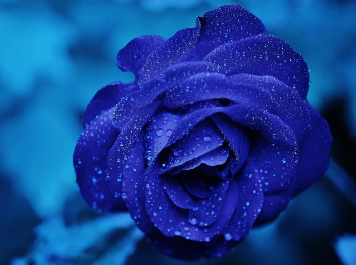 Blue Rose Macro blue rose flower Holidays Valentine s Day 2k 4k