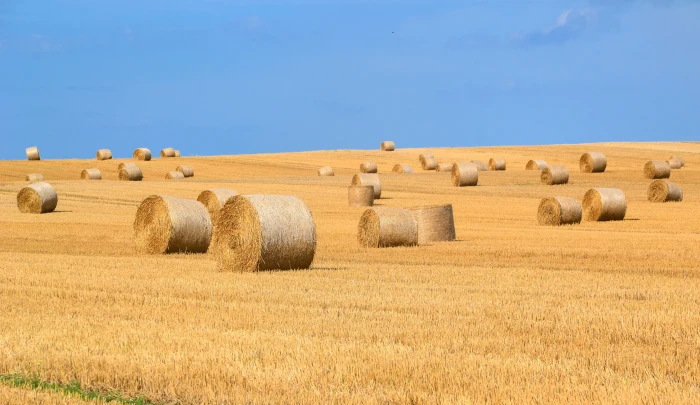 brown hay rolls bales straw harvest round 2k 4k
