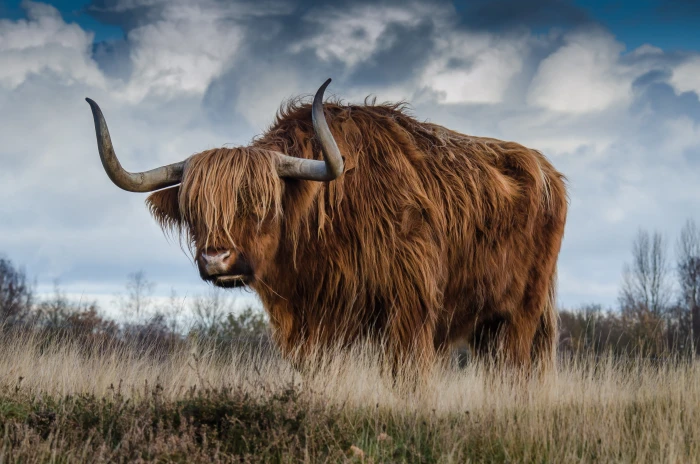 Brown Yak on Green and Grass Field animal photography 2k 4k 5k