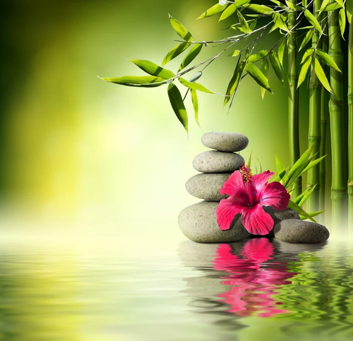 gray stones near hibiscus flower water bamboo orchid reflection 2k 4k 5k