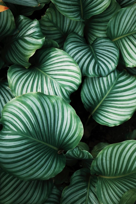 green and white leafed plants plant botany flora 2k 4k