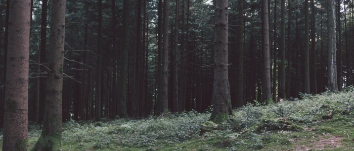 green forest trees Switzerland nature ultra wide dark landscape 2k 4k 5k
