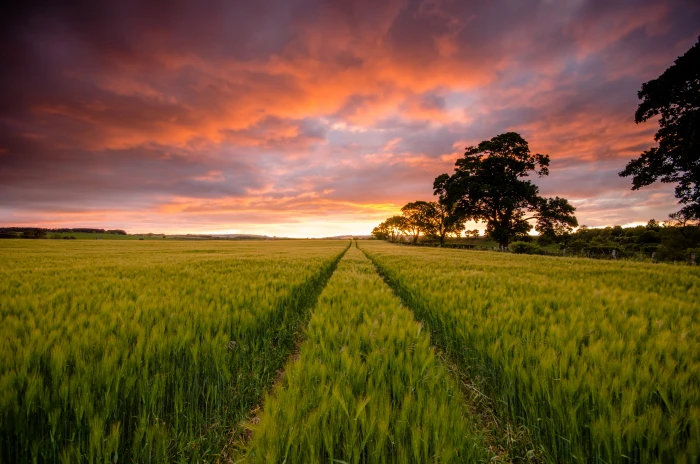 green grass field during orange sunset Lines Ayton Scotland 2k 4k 5k