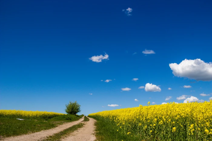 green grass lawn along the road during daytime Countryside scenery 2k 4k 5k