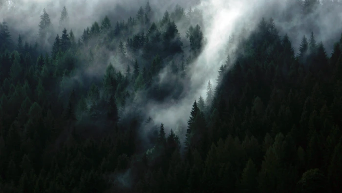green trees forest fog mist misty evergreen nature landscape 2k 4k 5k
