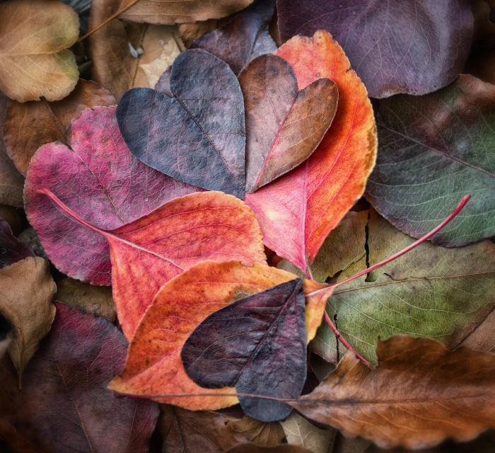 heart shaped leaves Fall In Love Explore autumn colors contemporary 2k