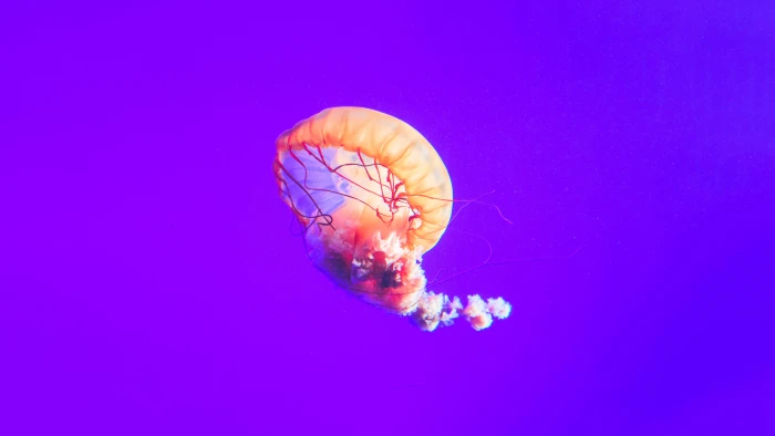 Jellyfish animals in the wild animal wildlife sea life 2k 4k 5k 8k
