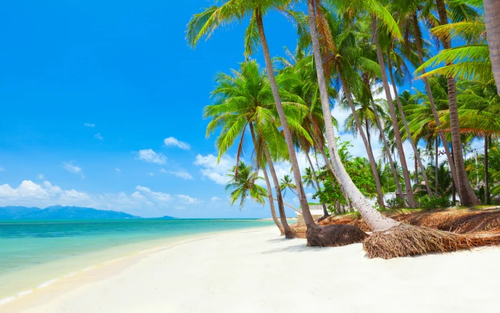 Koh Samui Thailand Tropical Beach With Coconut Palm Trees 2k 4k