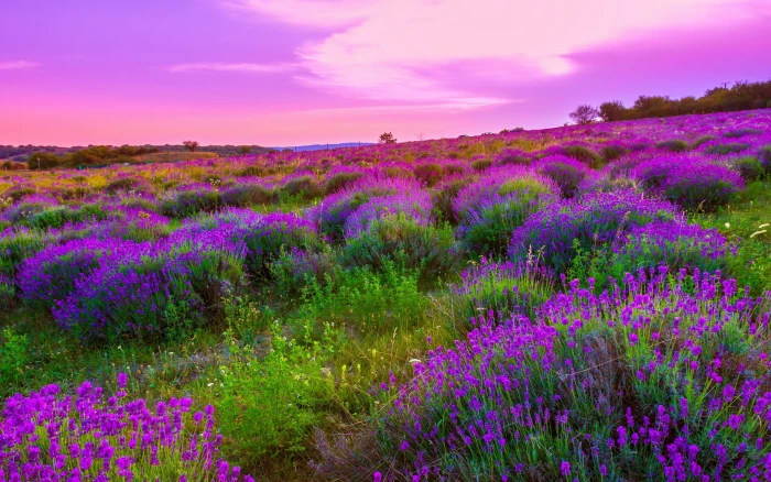 Nature Landscape Spring Meadow With Purple Flowers Sky Clouds Wallpapers Hd 2k 4k