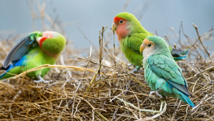 photography of a three assorted birds in brown grass nest colorful 2k 4k 5k