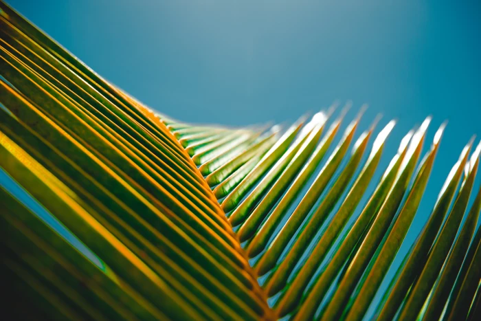photography of banana leaves green palm tree leaf blue sky 2k 4k 5k