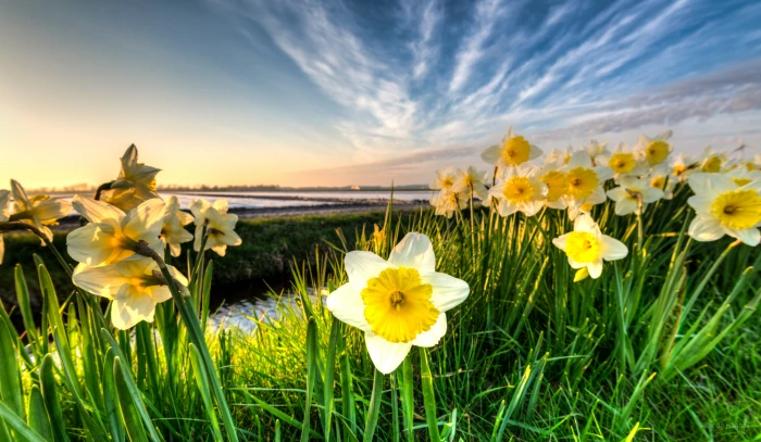 photography of white and yellow petaled flowers in green field grass 2k 4k 5k