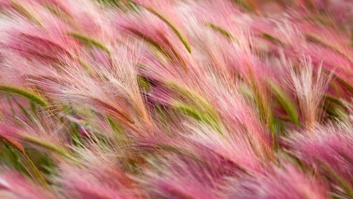 pink and green wheats ears wallpaper wind OSX 2k 4k 5k
