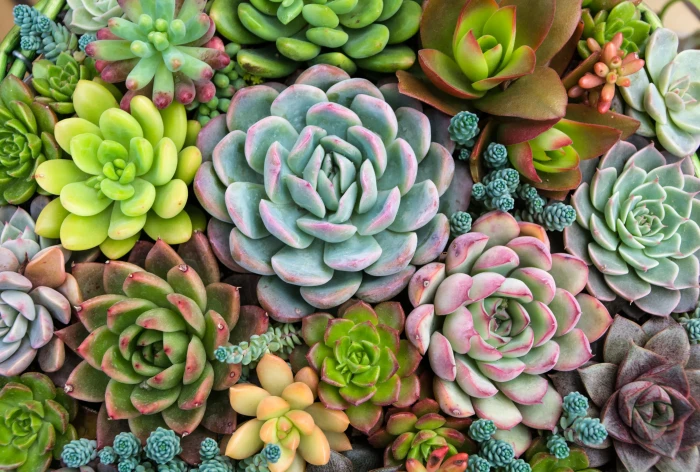 plants nature succulent Succulents 2k 4k 5k