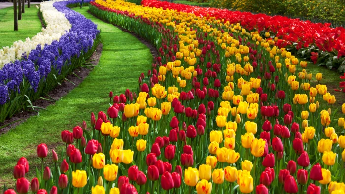red and yellow flowers painting Beautiful Bloom Blossoms color 2k 4k 5k