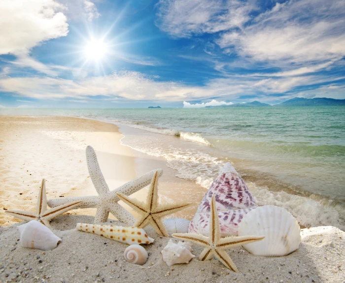 seashells and starfish on beach shore wallpaper sand the sun 2k 4k 5k