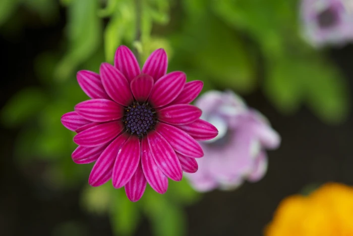 selective focus photo of pink petaled flower nature plant summer 2k 4k 5k