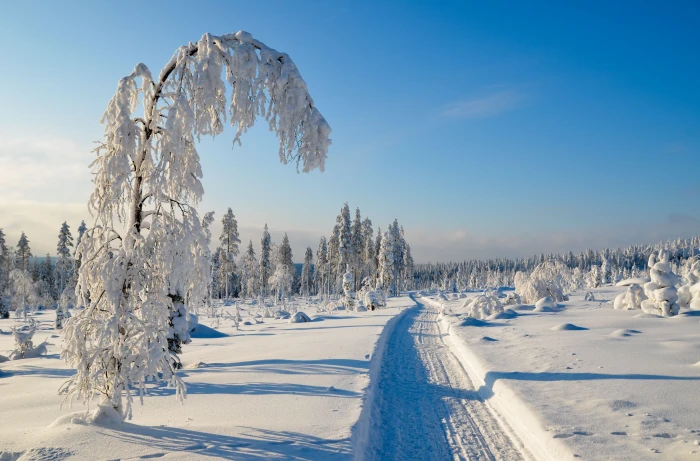 snow covered tree landscape winter nature trees cold temperature 2k 4k 5k