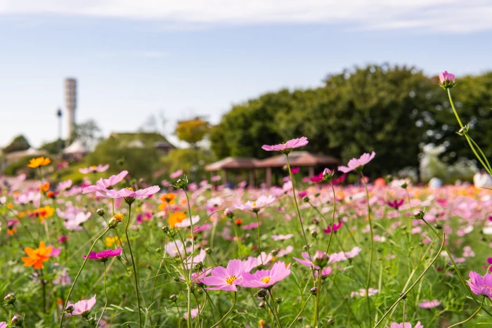 wallpapers desktop background nature plants beautiful 2k 4k 5k