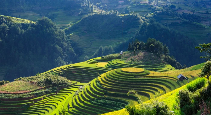 aerial photography of green field mountain scenery silk terraces 2k 4k 5k