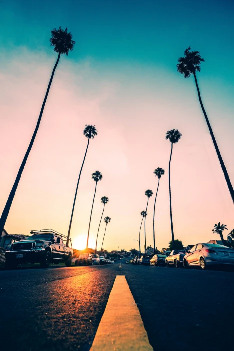 assorted color car lot road palm trees asphalt cars marking 2k 4k