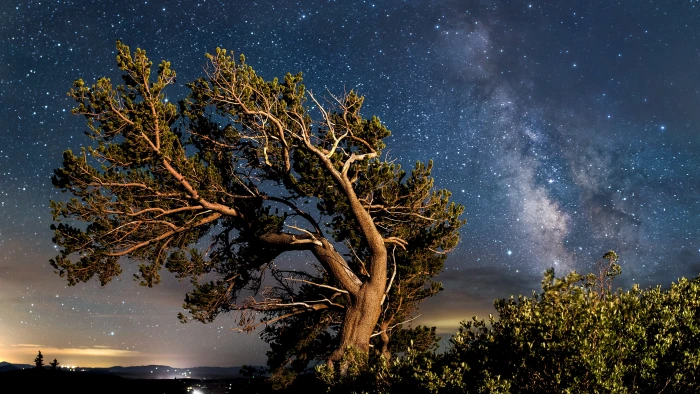 brown leaning tree photo during night time bristlecone pine 2k 4k