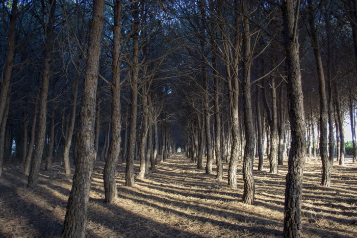 brown trees photo plant tree trunk ground soverato calabria 2k 4k 5k