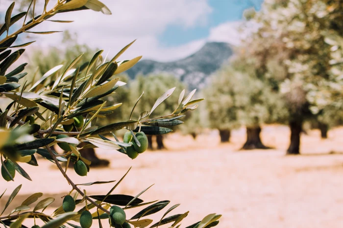 close up photo of green plant leaves day time trees olive 2k 4k 5k