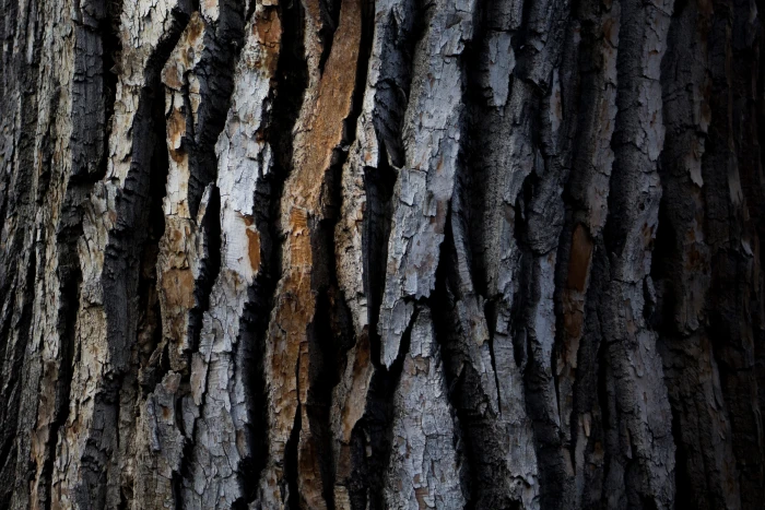 Closeup texture shot of wood tree bark textures nature forest 2k 4k 5k