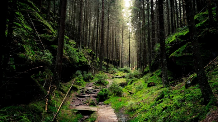 forest desktop background hd tree plant land direction 2k 4k