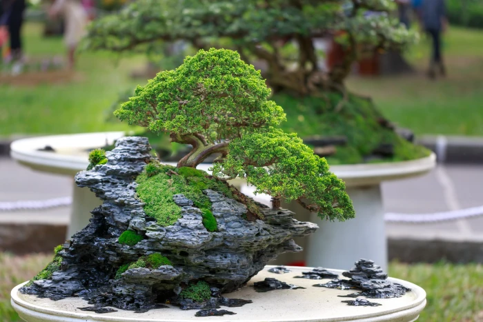Green Bonzai Tree on Table blurr bonsai bright close up colors 2k 4k 5k