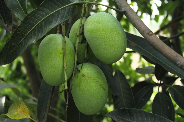 green mango fruit attached to branch at daytime food nature 2k 4k 5k