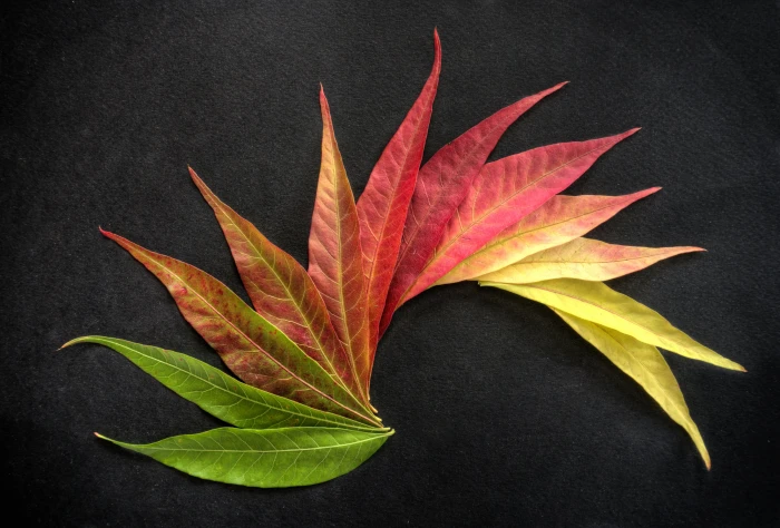green yellow and red flower leaves autumn colors 2k 4k 5k