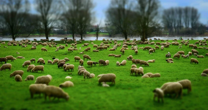 herd of sheep on green grass field flock wool hats pasture 2k 4k 5k