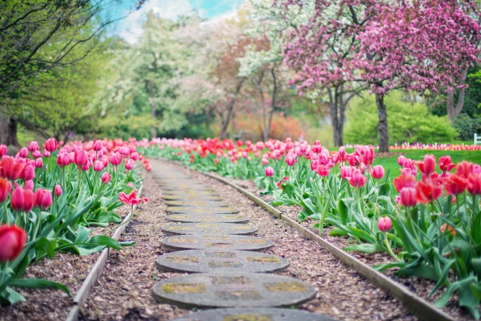 Pathway Between Pink Tulip Flowers beautiful bloom blooming 2k 4k 5k
