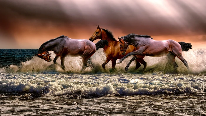 photo of three galloping horses on body water animal fauna 2k 4k 5k