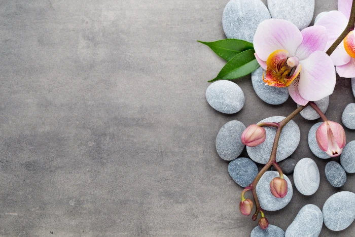 pink orchid stones flowers spa flowering plant beauty in nature 2k 4k 5k