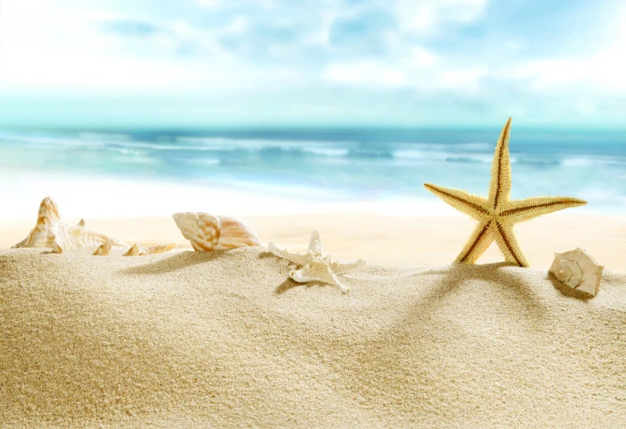 sand sea beach shore shell summer blue paradise starfish 2k 4k 5k