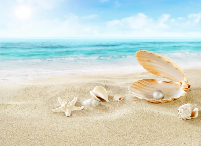 seashells and starfish skeleton sand beach clouds nature 2k 4k 5k