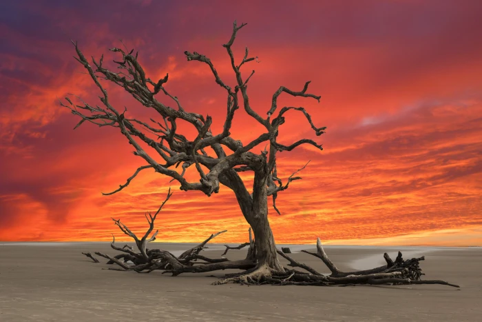 sunset dead tree drought landscape wasteland dry sky 2k 4k 5k