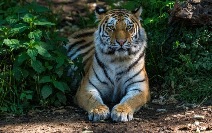 tiger HD wallappers 2k 4k
