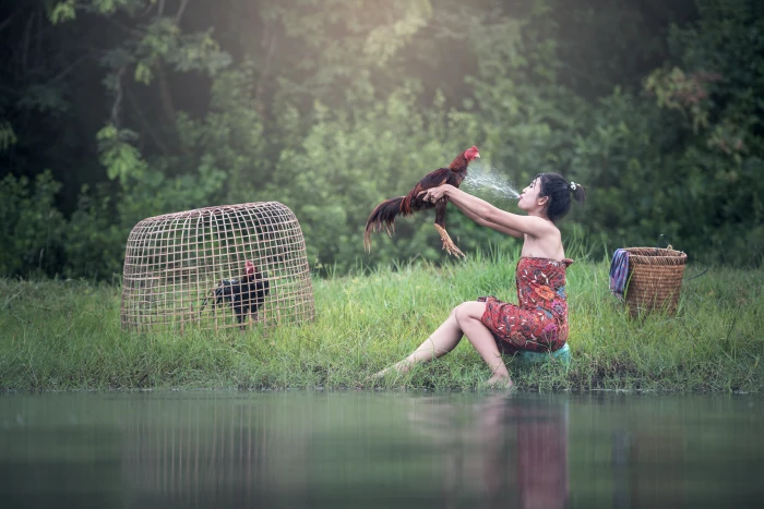 woman on shore holding rooster river the bath animals asia 2k 4k 5k