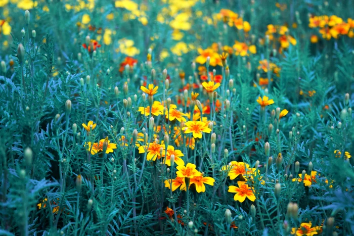 yellow and red marigold flower field orange flowers garden 2k 4k 5k