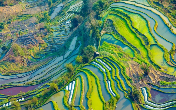 Yunnan Yuanyang terrace scenery aerial photography green color 2k 4k