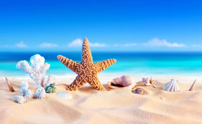 Artistic Summer Beach Sand Shell Starfish 2k 4k 5k 8k