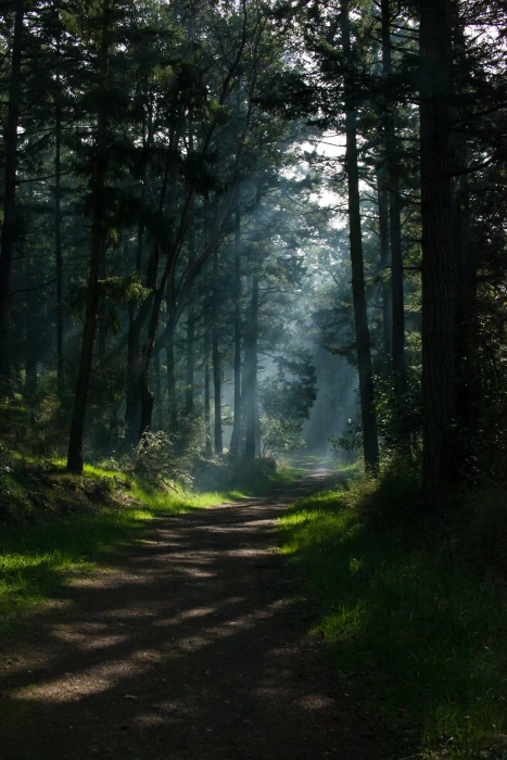 nature trees portrait display path forest sunlight dappled 2k 4k