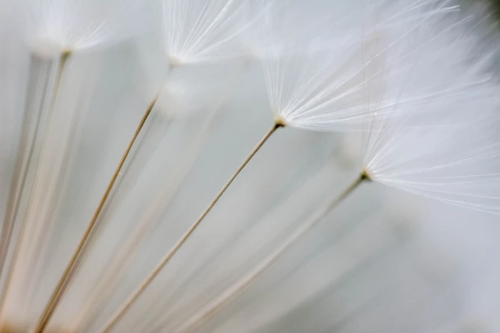 selective focus photography of dandelion flowers filter close up 2k 4k 5k